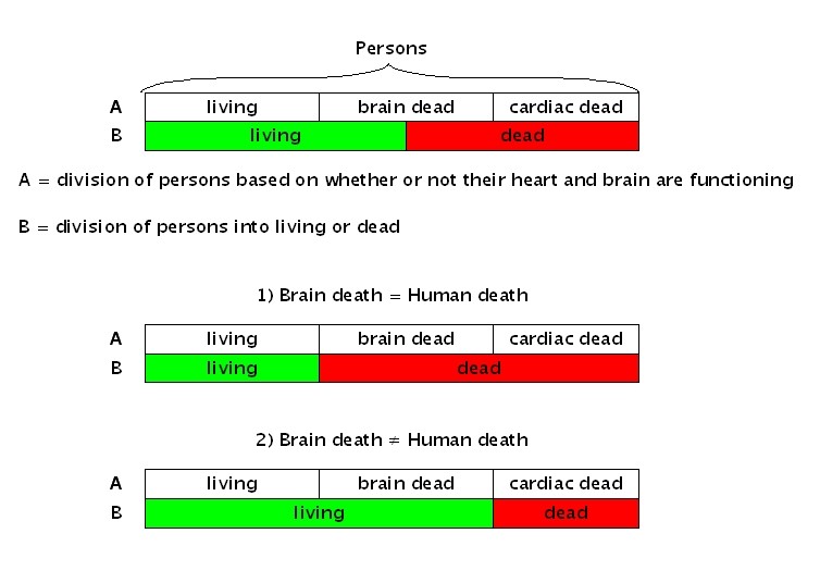 Brain Death as a Form of Human Relationships: 